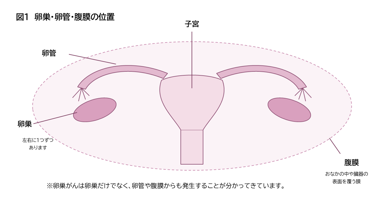 卵巣がんの解説図1